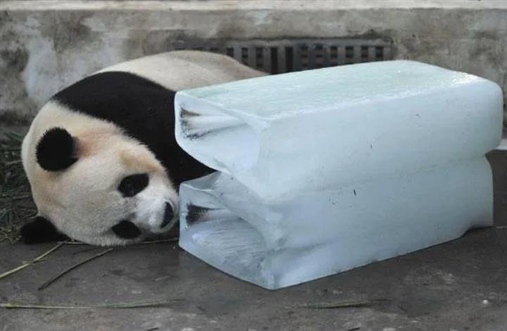 动物园养殖场物理降温工业冰块